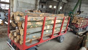 Beech log supply