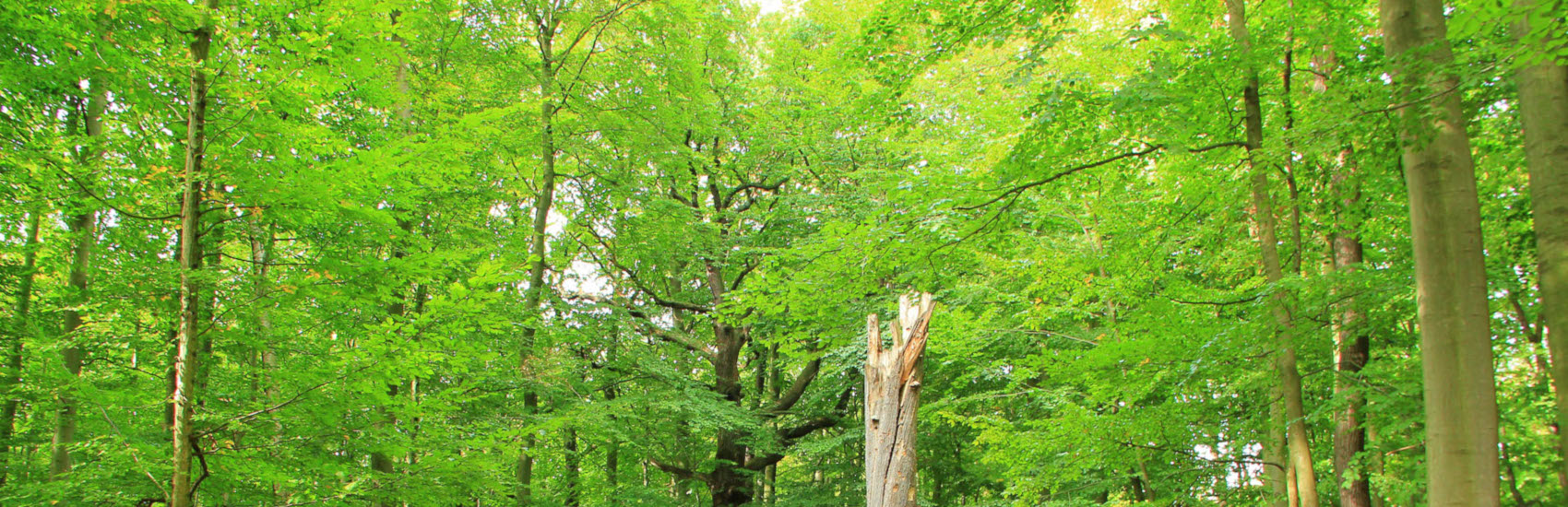 Red Oak Veneer